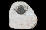 Spiny Cyphaspides Trilobite - Jorf, Morocco #179896-2